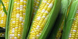 Image of GMO maize corn 