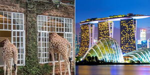 Giraffes at the Giraffe Manor in Lang'ata (left) and the Marina Bay Sands in Singapore.