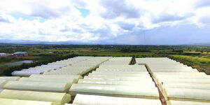 Greenhouses belonging to Goldenscapes Limited.