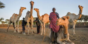 File image of a herder posing with his camels