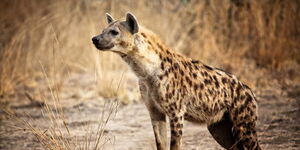 File image of a hyena
