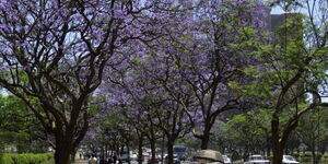Jacaranda trees along Kenyatta Avenue.