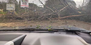 Tree falls on James Gichuru Road