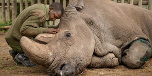 Joseph Wachira, a keeper at the Ol Pejeta Conservancy in Kenya, says goodbye to Sudan, the last male northern white rhinoceros. Sudan died in 2018. Two females of the subspecies remain.