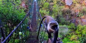 Kitengela Glass Suspension Bridge.