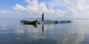 An image of a fisherman