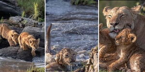 A pride of Lions crossing a river 
