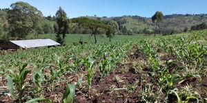 A maize farm in Cherangani in Kitale in April 2020. 