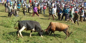 Residents witness a bullfighting match in Malinya