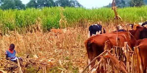 Janet Memusi,Girl in a Viral Photo Reading While Herding Cows