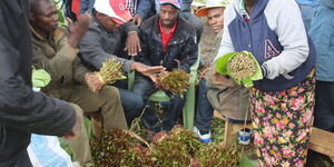 Miraa traders at Kiengu miraa market in Igembe Central, Meru County on September 6, 2016.