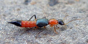 Stock image of a Narrow Bee Fly, commonly known as "Nairobi fly."