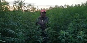 Narok Senator Ledama ole Kina standing in a Marijuana plantation in Lithuania.