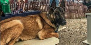 One of the dogs trained by Svalinn Working Dogs