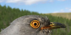 File image of The mongolian cuckoo known as Onon which flew from Kenya to India