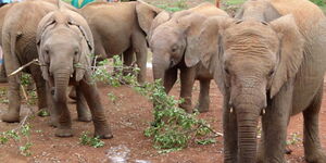 Orphaned baby elephants pictured at the David Sheldrick Wildlife Trust (DSWT) in Nairobi