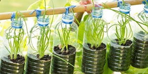 Plastic water bottles repurposed to grow plants 