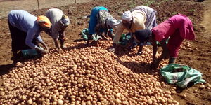 Potatoes being sorted after a successful harvest 