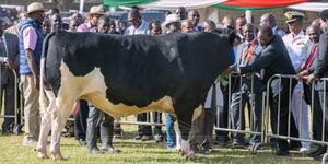 President Uhuru Kenyatta observes a cow at a past livestock show auction