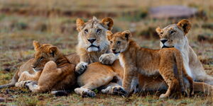 A pride of lions pictured. 