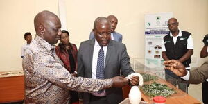 President William Ruto (left) assesses the sericulture project at Jaramogi Oginga Odinga University of Science and Technology (JOOUST) on Saturday, January 14, 2023. 