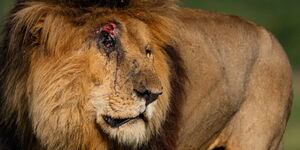 The late lion 'Scarface' who died in Maasai Mara on June 11, 2021