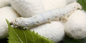A silkworm