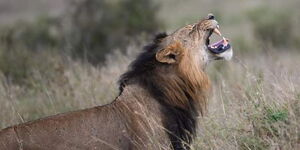 Sirikoi at the Nairobi National Park