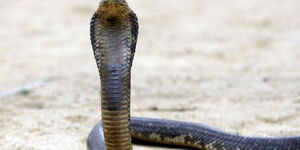 File photo of a cobra snake