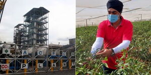 Photo collage between a Company based in Kisumu and Tycoon Balminder Singh Sochi in his chilli farm