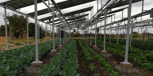 File photo of crops grown under solar panels