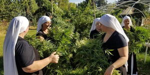 Some of the sisters of the valley who grow marijuana in California