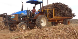 Sugarcane being transported on a tractor.