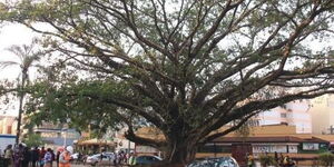 The fig tree located along Waiyaki Way.