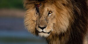 The late lion 'Scarface' who died in Maasai Mara on June 11, 2021