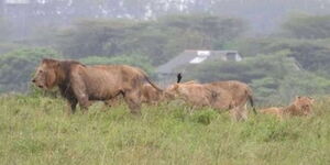 The pride of stray lions which were sighted outside the Nairobi National Park in October 2019.