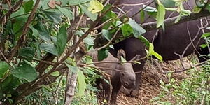 The rhino calf pictured in Meru National Park alongside its mum Makosi, March 2020.