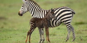 Tira walks through Kenya's Masai Mara National Reserve with her mother.  