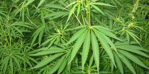 Undated image of a marijuana plantation