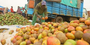 Traders display mangoes at Riosiri market in Kisii County 