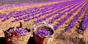 Two baskets at a Saffron farm