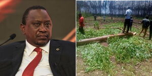 Former President Uhuru Kenyatta speaking at a past event (left) and goons cutting down trees at the Northlands Farm on March 27, 2023 (right).