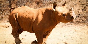 Undated photo of Apollo, a black rhino, at the Sheldrick Wildlife Trust, Kaluku.