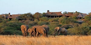 Undated photo of elephants at the Chyulu Hills National Park in Kenya