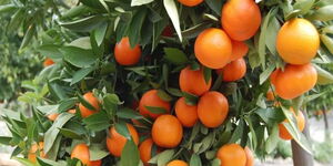 Undated photo of pixie oranges on a tree on a farm