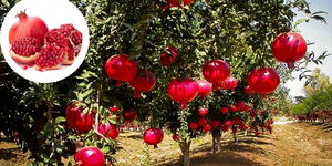 Undated photo of pomegranate fruits on a farm 