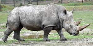 Undated photo of one of the last two white rhinos in the world at the Ol Pajeta Conservancy