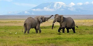 Undated photo of two elephants at Amboseli National Park