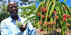 A collage of Andrew Kinoti and an image of a dragon fruit cactus.