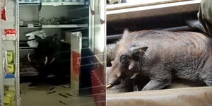 The Warthog that stormed into a supermarket in Nairobi on November 11, 2020.